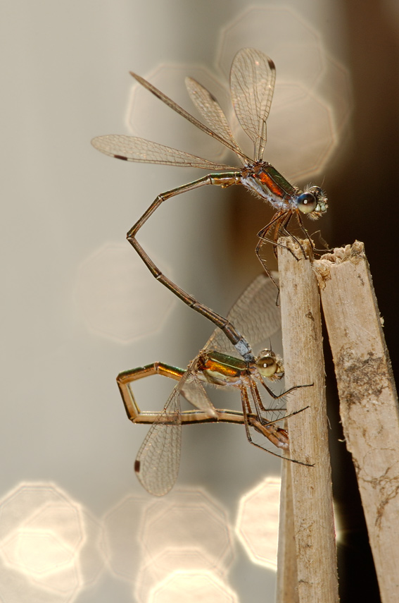 Lestes da determinare - Lestes virens vestalis